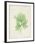 Peridot Seaweed III-Vision Studio-Framed Art Print