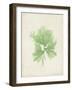 Peridot Seaweed III-Vision Studio-Framed Art Print