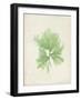 Peridot Seaweed III-Vision Studio-Framed Art Print