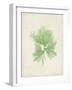 Peridot Seaweed III-Vision Studio-Framed Art Print