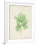 Peridot Seaweed III-Vision Studio-Framed Art Print