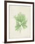 Peridot Seaweed III-Vision Studio-Framed Art Print