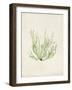 Peridot Seaweed IV-Vision Studio-Framed Art Print