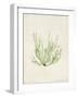 Peridot Seaweed IV-Vision Studio-Framed Art Print