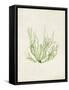 Peridot Seaweed IV-Vision Studio-Framed Stretched Canvas