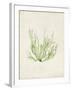 Peridot Seaweed IV-Vision Studio-Framed Art Print