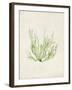 Peridot Seaweed IV-Vision Studio-Framed Art Print