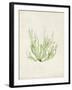 Peridot Seaweed IV-Vision Studio-Framed Art Print