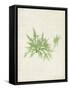 Peridot Seaweed V-Vision Studio-Framed Stretched Canvas