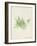 Peridot Seaweed V-Vision Studio-Framed Art Print