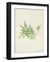 Peridot Seaweed V-Vision Studio-Framed Art Print