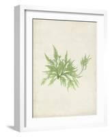 Peridot Seaweed V-Vision Studio-Framed Art Print