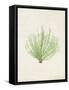 Peridot Seaweed VI-Vision Studio-Framed Stretched Canvas
