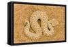 Peringuey's Adder Full Body Portrait of a Baby-null-Framed Stretched Canvas