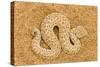 Peringuey's Adder Full Body Portrait of a Baby-null-Stretched Canvas