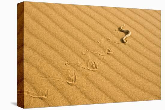 Peringuey's Adder Sidewinding across Dune Sand-null-Stretched Canvas