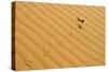 Peringuey's Adder Sidewinding across Dune Sand-null-Stretched Canvas