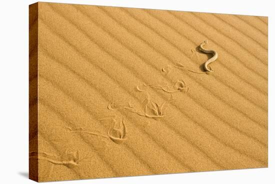 Peringuey's Adder Sidewinding across Dune Sand-null-Stretched Canvas