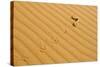 Peringuey's Adder Sidewinding across Dune Sand-null-Stretched Canvas