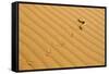 Peringuey's Adder Sidewinding across Dune Sand-null-Framed Stretched Canvas