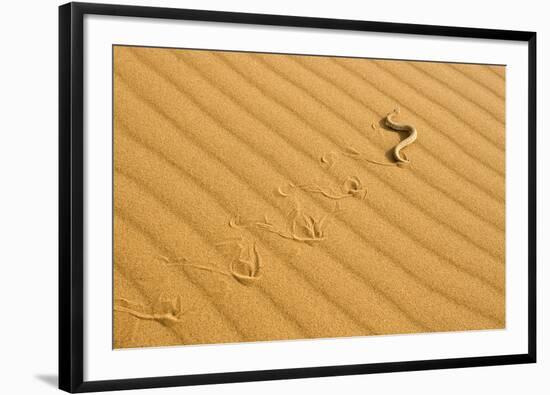 Peringuey's Adder Sidewinding across Dune Sand-null-Framed Photographic Print
