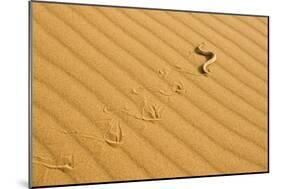 Peringuey's Adder Sidewinding across Dune Sand-null-Mounted Photographic Print