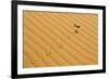 Peringuey's Adder Sidewinding across Dune Sand-null-Framed Photographic Print