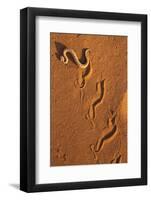 Peringuey'S Adder - Sidewinding Adder (Bitis Peringueyi), 'Sidewinding', Namib Desert, Namibia, May-Ann & Steve Toon-Framed Photographic Print