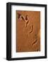 Peringuey'S Adder - Sidewinding Adder (Bitis Peringueyi), 'Sidewinding', Namib Desert, Namibia, May-Ann & Steve Toon-Framed Photographic Print