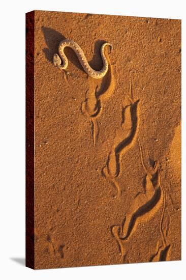 Peringuey'S Adder - Sidewinding Adder (Bitis Peringueyi), 'Sidewinding', Namib Desert, Namibia, May-Ann & Steve Toon-Stretched Canvas
