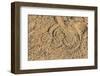 Peringuey's Adder (Sidewinding Adder) (Bitis Peringueyi)-Ann and Steve Toon-Framed Photographic Print