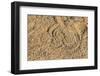 Peringuey's Adder (Sidewinding Adder) (Bitis Peringueyi)-Ann and Steve Toon-Framed Photographic Print