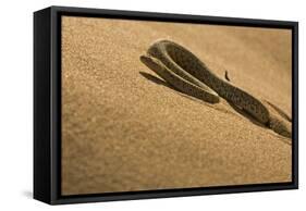 Peringuey's Adder Sidewinding Up a Dune-null-Framed Stretched Canvas