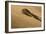 Peringuey's Adder Sidewinding Up a Dune-null-Framed Photographic Print