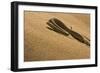Peringuey's Adder Sidewinding Up a Dune-null-Framed Photographic Print