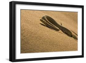 Peringuey's Adder Sidewinding Up a Dune-null-Framed Photographic Print