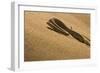Peringuey's Adder Sidewinding Up a Dune-null-Framed Photographic Print