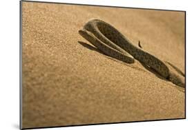 Peringuey's Adder Sidewinding Up a Dune-null-Mounted Photographic Print