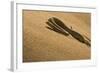 Peringuey's Adder Sidewinding Up a Dune-null-Framed Photographic Print