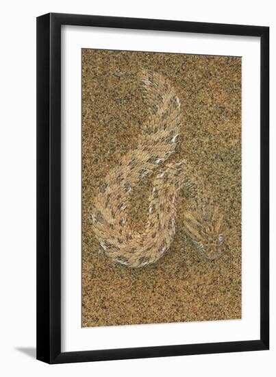 Peringuey's Adder This Small Snake-null-Framed Photographic Print