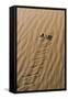 Peringueyos Desert Adder Sidewinding across Sand-null-Framed Stretched Canvas