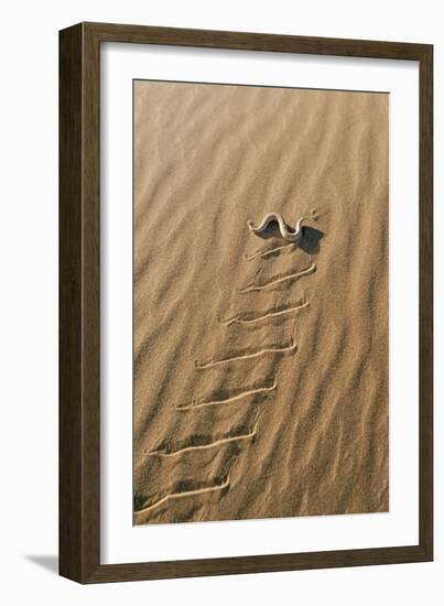 Peringueyos Desert Adder Sidewinding across Sand-null-Framed Photographic Print