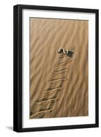 Peringueyos Desert Adder Sidewinding across Sand-null-Framed Photographic Print