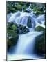 Periodic Spring During Period of High Flow, Salt River Range, Bridger-Teton National Forest, WY-Scott T. Smith-Mounted Photographic Print