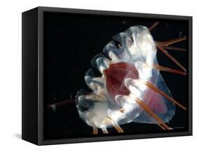 (Periphylla Sp) Jellyfish, Deep Sea Atlantic Ocean-David Shale-Framed Stretched Canvas