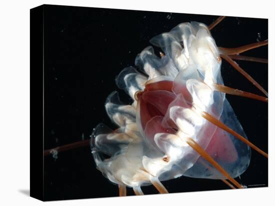 (Periphylla Sp) Jellyfish, Deep Sea Atlantic Ocean-David Shale-Stretched Canvas