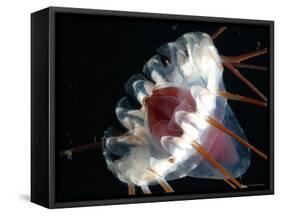 (Periphylla Sp) Jellyfish, Deep Sea Atlantic Ocean-David Shale-Framed Stretched Canvas