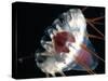 (Periphylla Sp) Jellyfish, Deep Sea Atlantic Ocean-David Shale-Stretched Canvas