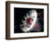 (Periphylla Sp) Jellyfish, Deep Sea Atlantic Ocean-David Shale-Framed Premium Photographic Print