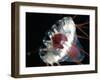 (Periphylla Sp) Jellyfish, Deep Sea Atlantic Ocean-David Shale-Framed Photographic Print